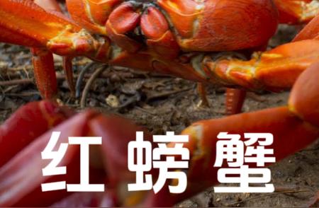 红蟹的神奇世界：无需烹饪的天然魅力