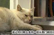 揭秘！猫界大佬如何勇挫七只比特斗牛犬？