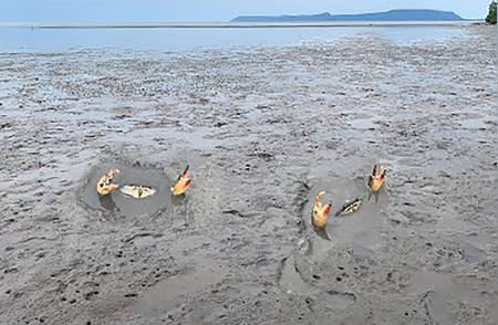 赶海奇遇：泥蟹藏身海沙中