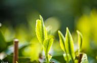 国饮家族的成员们，你知道茶有几种吗？让我们一起来认识一下