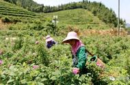 乐平历居山：扶贫印记下的玫瑰花茶采摘与加工