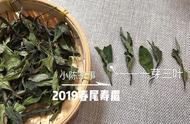 白茶为何总是让人失望？可能是这5个原因导致的