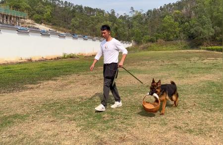 珠海帕比宠物训练基地：专业训犬，让爱犬成长得更优秀