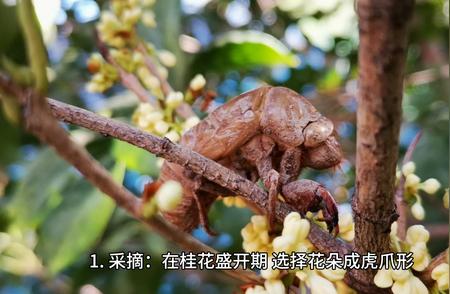 桂花茶的制作秘诀：一步步教你如何制作