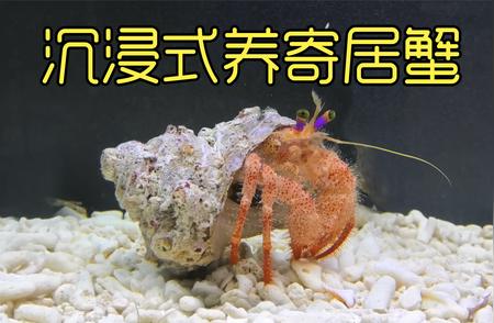 沉浸式养寄居蟹：一段意想不到的海洋生活体验