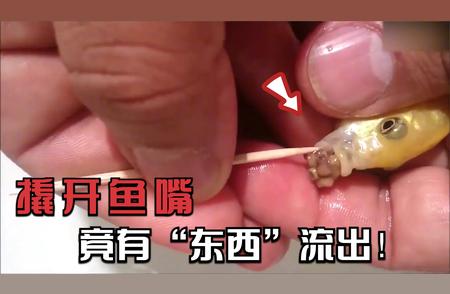 宠物鱼出现异常：三天不吃不喝，原因竟在嘴巴里！