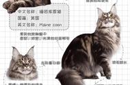 新手养猫：缅因猫全攻略指南