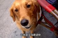 金毛犬的这些表现，证明它被主人照顾得很好。#狗狗