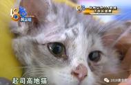 九天后发现猫癣，卖家是否在出售前进行过检查？