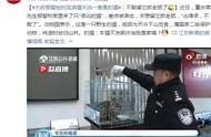 豹猫：流浪猫中的“伪装者”