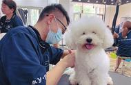 宠物美容师用爱为流浪犬找到新家