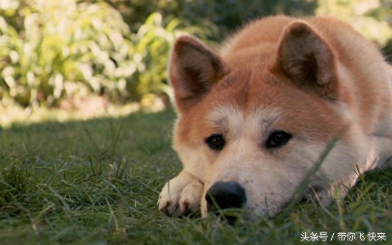 日本秋田犬