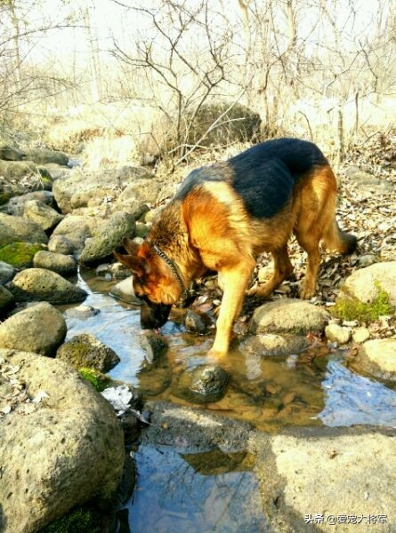 这样使用德国牧羊犬的人已经不多了，觉得德牧退化了的人进来看