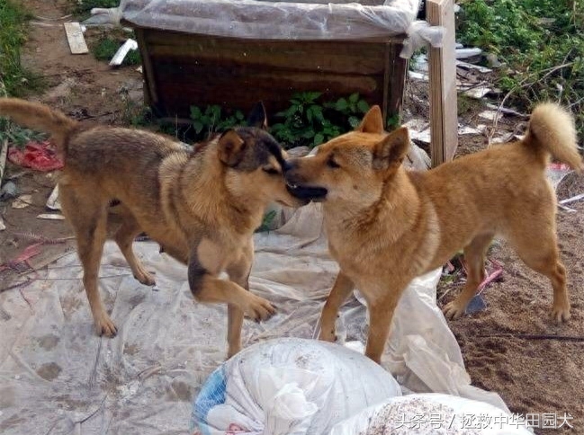 江西中华田园犬实拍（二）