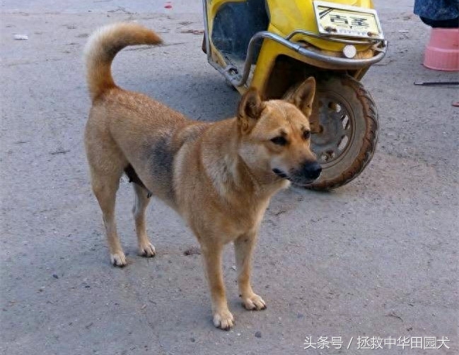 江西中华田园犬实拍（二）