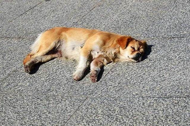 中华田园犬中的三大名犬，重庆就有一种，却濒临灭绝！