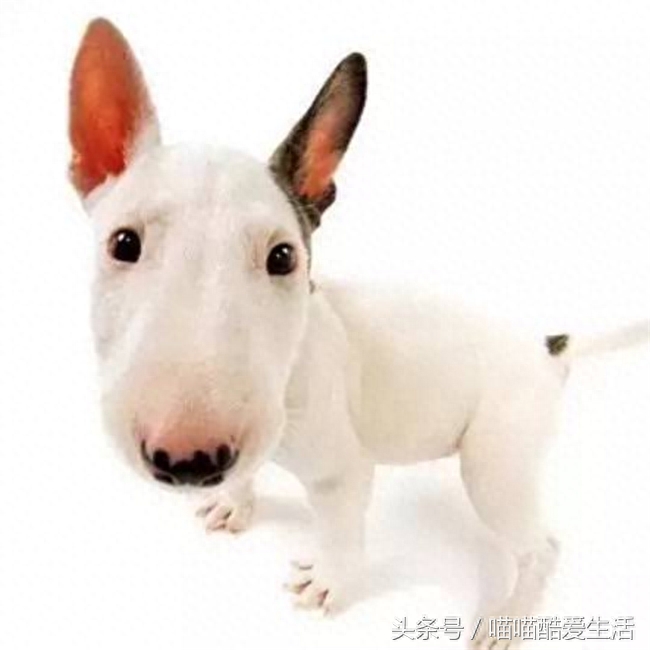 45种世界名犬，爱狗狗的你能认识几种，认识一半就厉害了