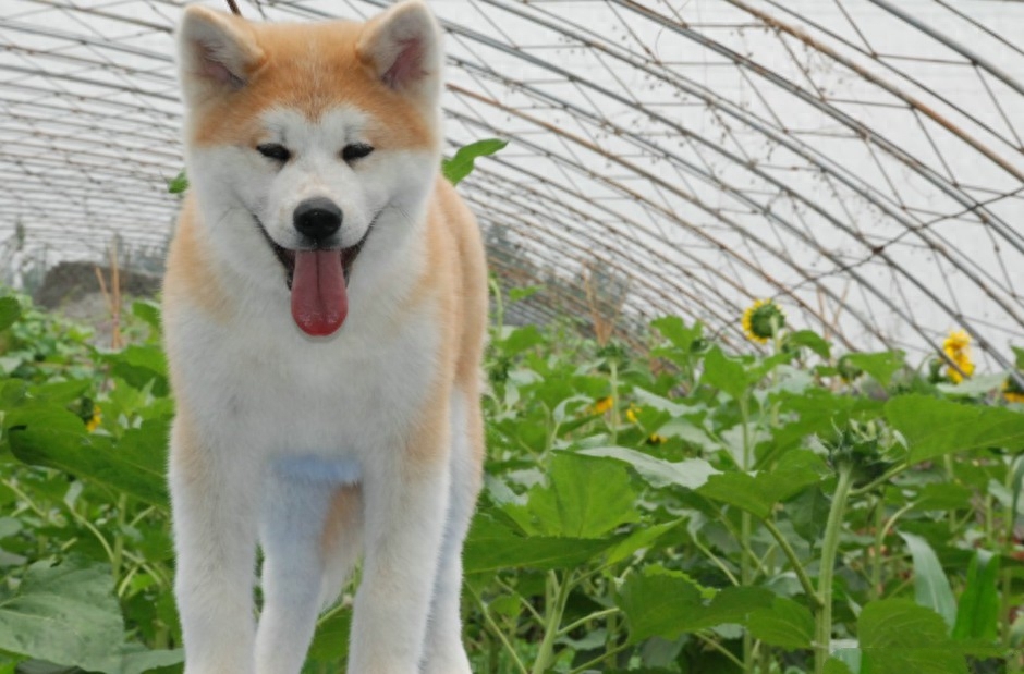 萌犬世界 忠诚的秋田犬