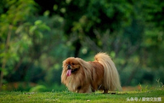 优雅精致的中国古老玩赏犬，宫廷狮子狗北京犬