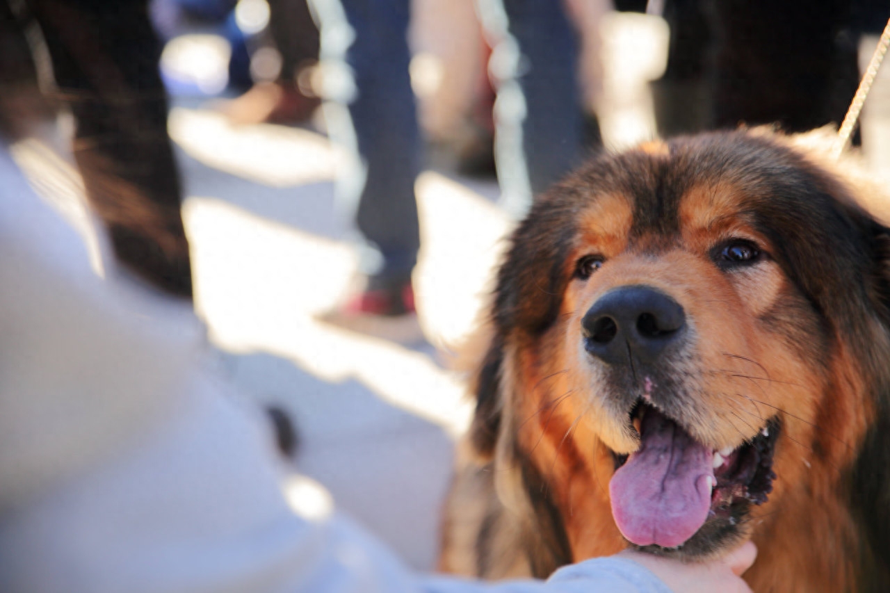 世界名犬欣赏——藏獒！